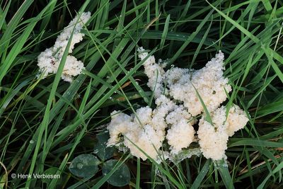 Slime molds
