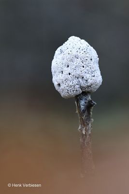 Slime molds