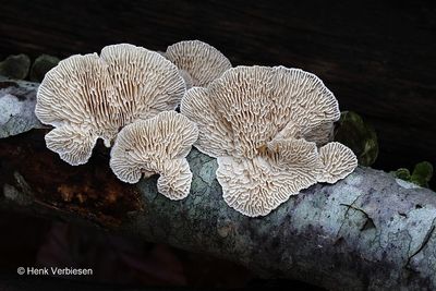 Polyporaceae