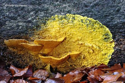 Slime molds