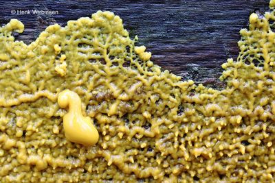 Slime molds