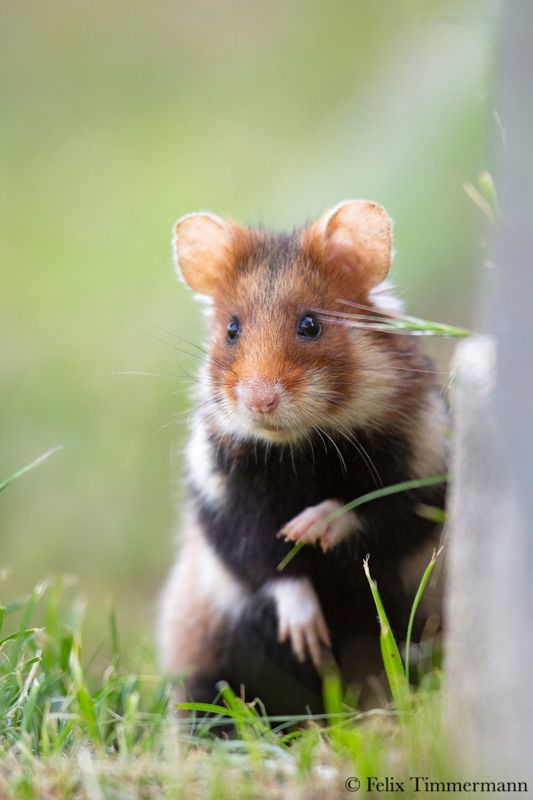 European Hamster