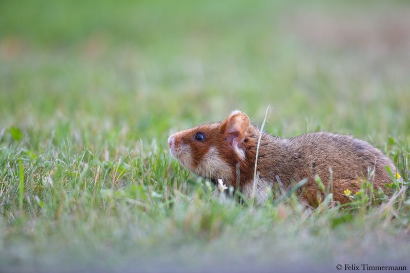 European Hamster