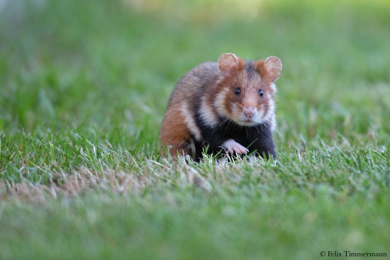 European Hamster
