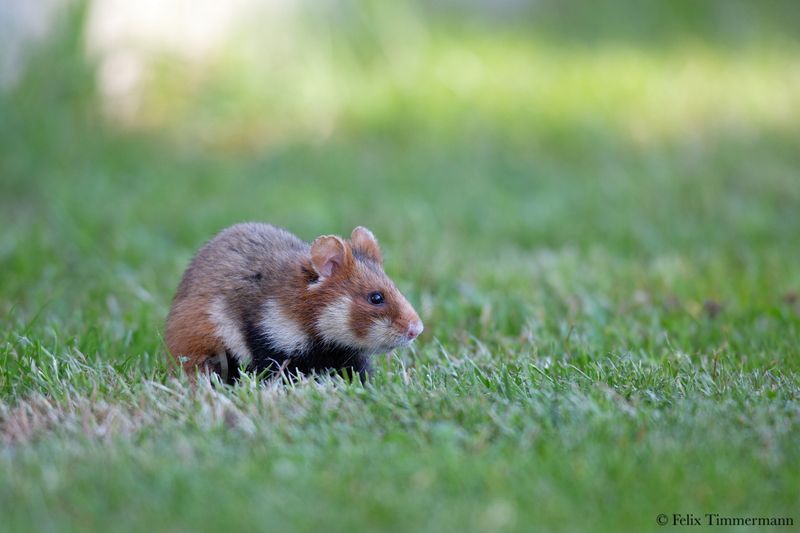 European Hamster