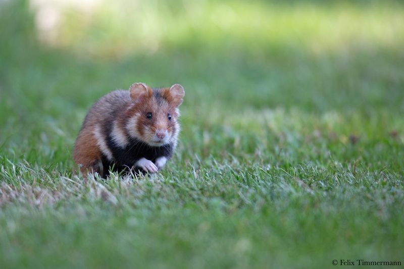 European Hamster