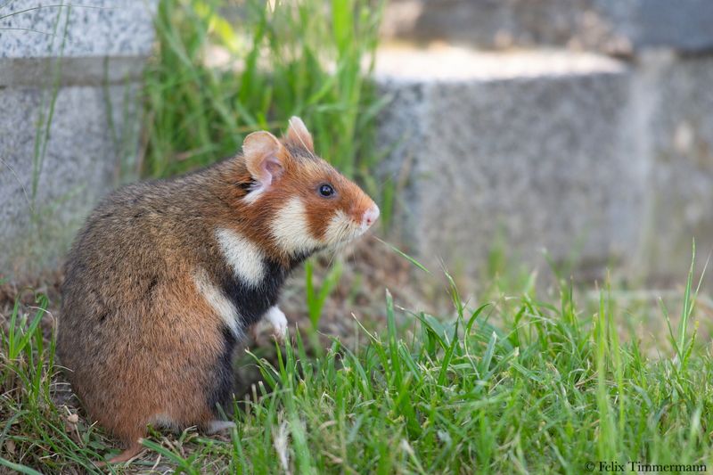 European Hamster
