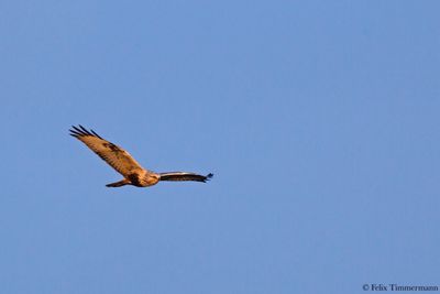 Rough legged buzzard