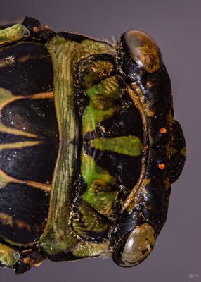 Cicada Head