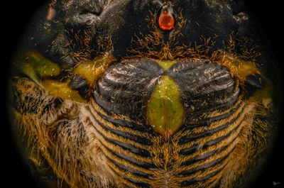 Cicada Face