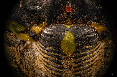 Cicada Face