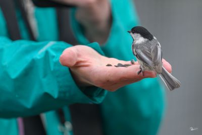 Black Capped Chickadee_Z911587-Edit WE.jpg