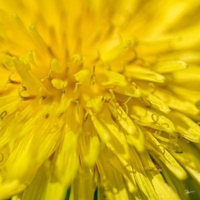 woodward_camera_cranbrook_macro_walk
