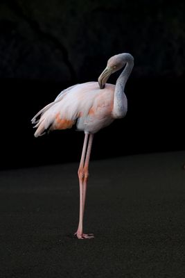 Galapagos Islands
