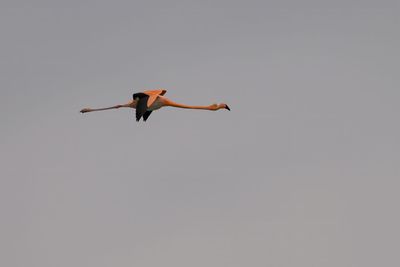 _Z911254-WE.jpg