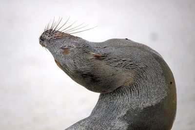 Sv7gNnULXneLUN-zqodEvQ-0.jpg