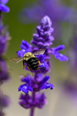 _Z925845-Edit-WE.jpg