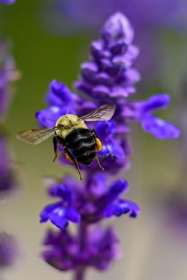 _Z925845-Edit-WE2.jpg