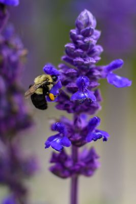 _Z925851-Edit-2-WE.jpg
