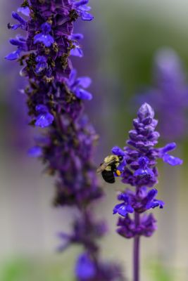 _Z925851-Edit-WE.jpg