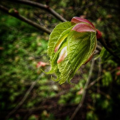 The Darling Buds of May