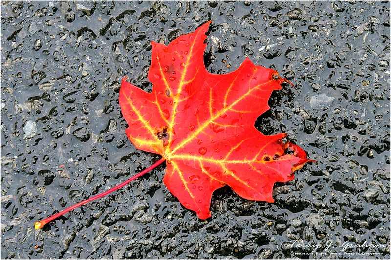 Maple Leaf