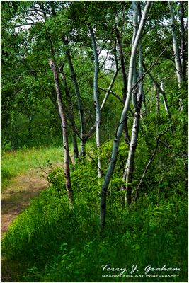 White Butte Walking Trails
