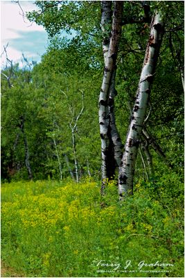 White Butte Walking Trails