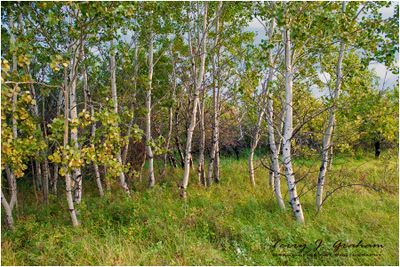 Aspens