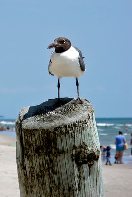 Gull