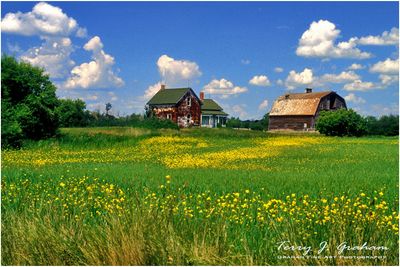 Farmyard