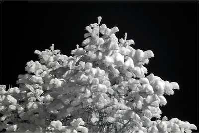 Fir Tree and Snow_DSC5657