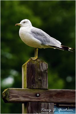 Gull
