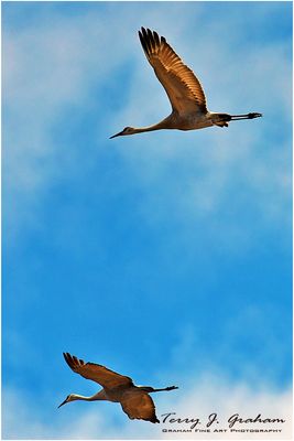 Sandhill Cranes DSC_6807