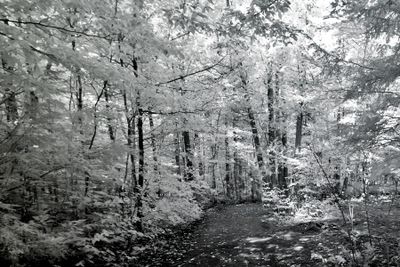 _DSC5753.jpg