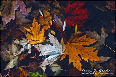 Leaves Under Water