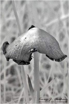 Infrared Mushroom