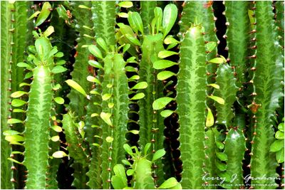 Cactus