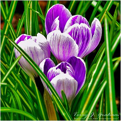 Crocus