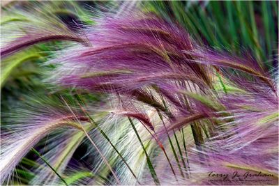 Grasses