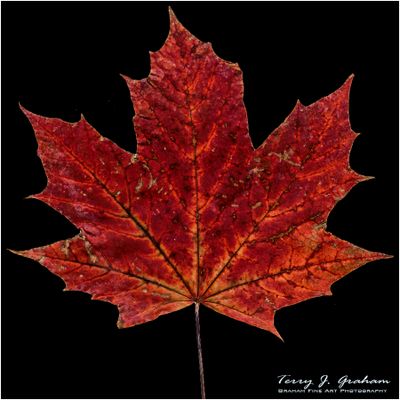 Red Maple Leaf