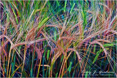 Barley