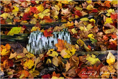 Autumn Leaves