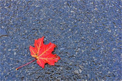 Red Maple Leaf