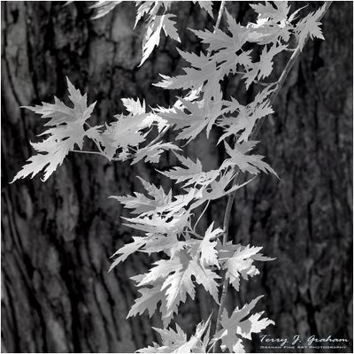 Infrared Leaves