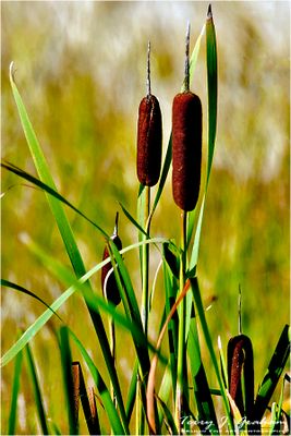 Bull Rushes