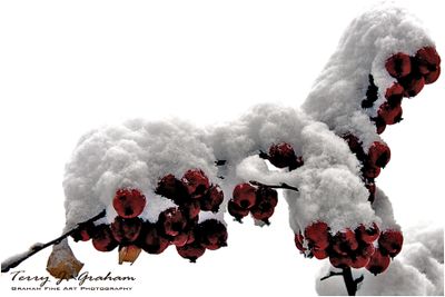 Berries in the snow