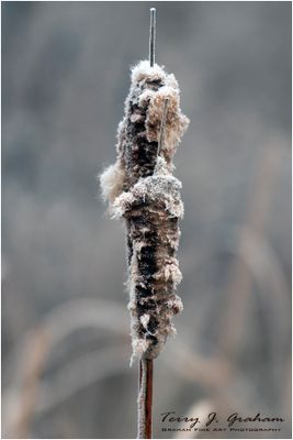 Bull Rush