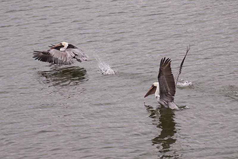 Pelicans