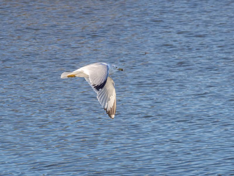 Ring-Billed Gull